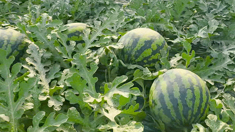20250523115915_8.gif